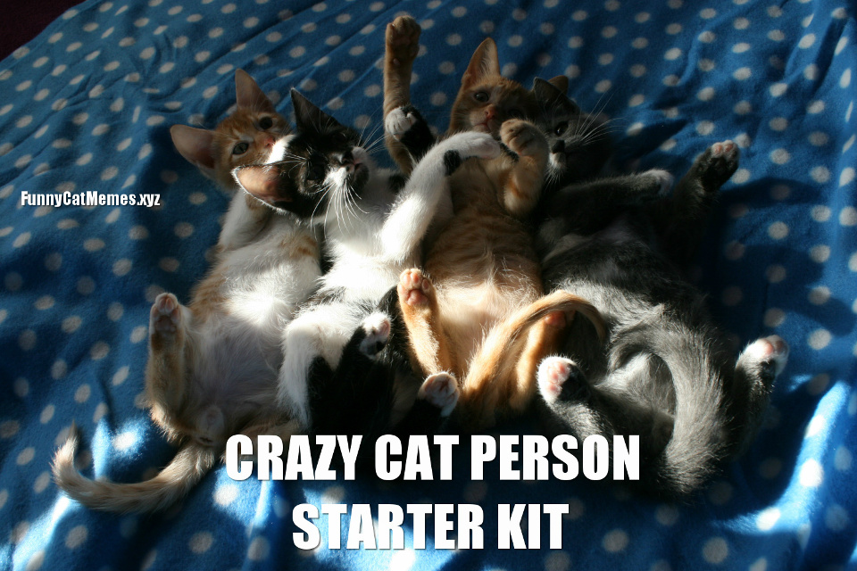 Crazy Cat Person Starter Kit
