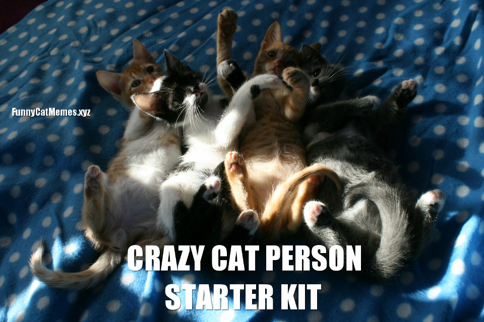 [Image: crazy-cat-person-Funny-Cat-Memes.jpg]