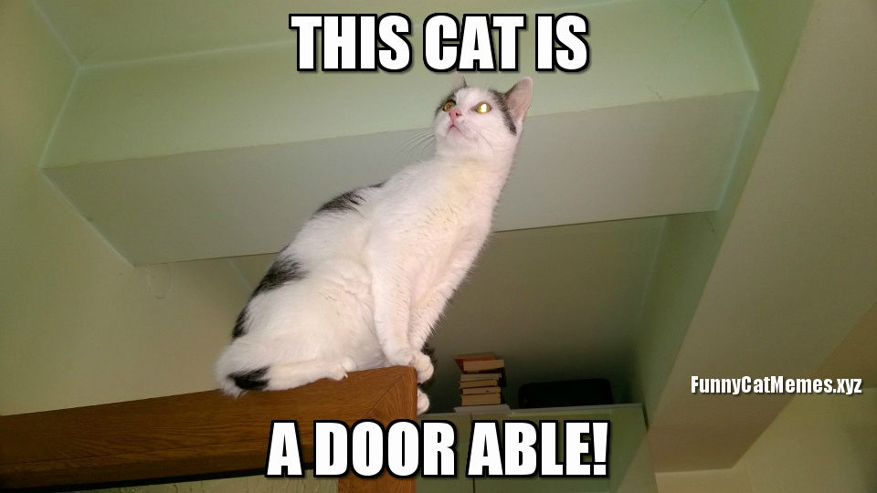This Cat Is A Door Able