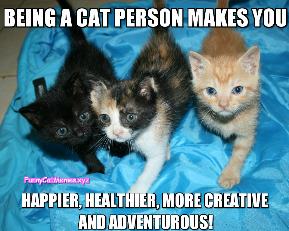Being A Cat Person! - Funny Kitten MEME