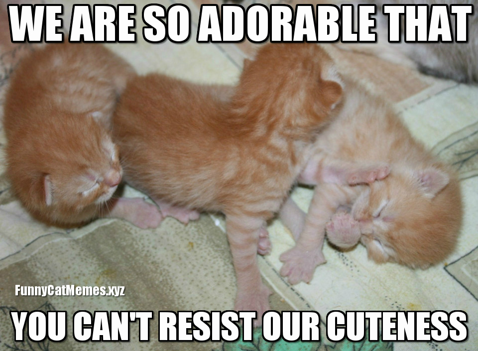 Cute-kittens-meme-Funny-Cat-Memes.jpg