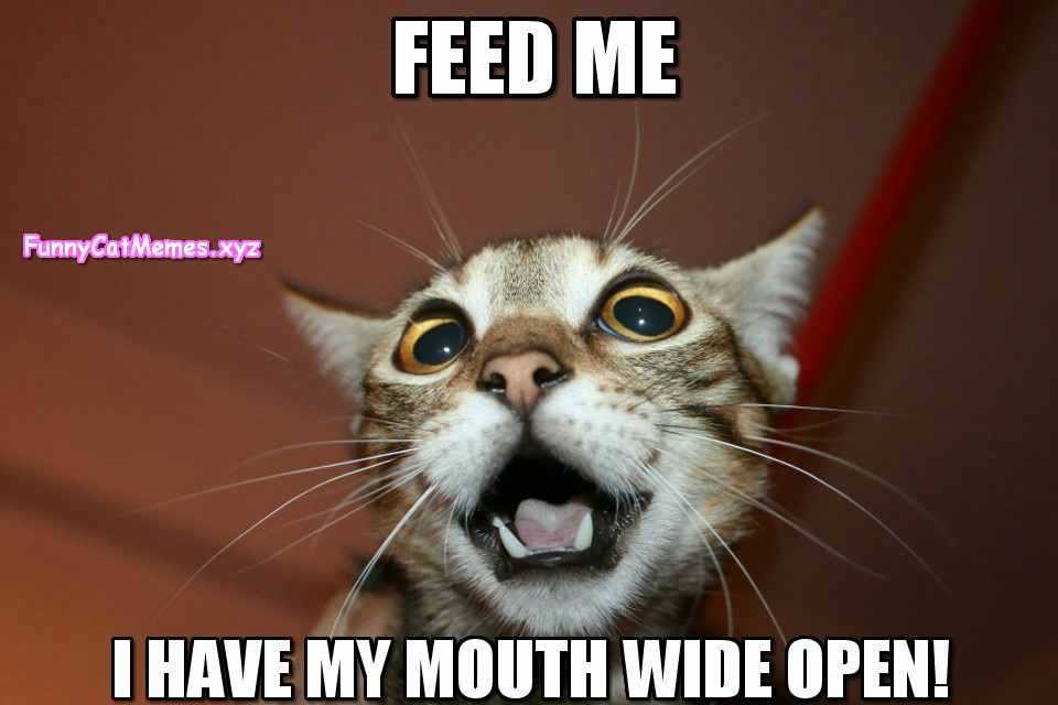 If The Cat Is Hungry You Have To Feed Her