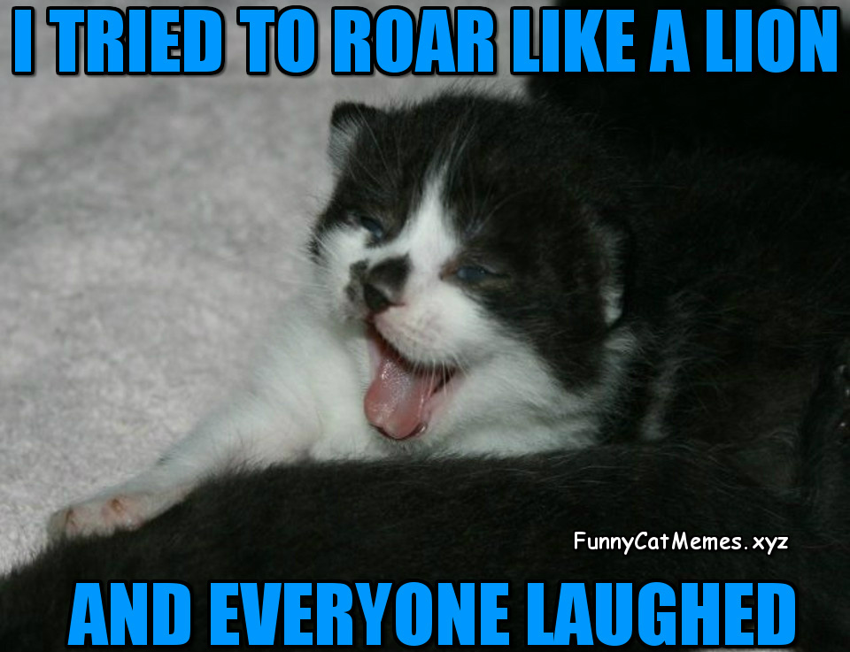 The Kitten Tried To Roar Like A Lion