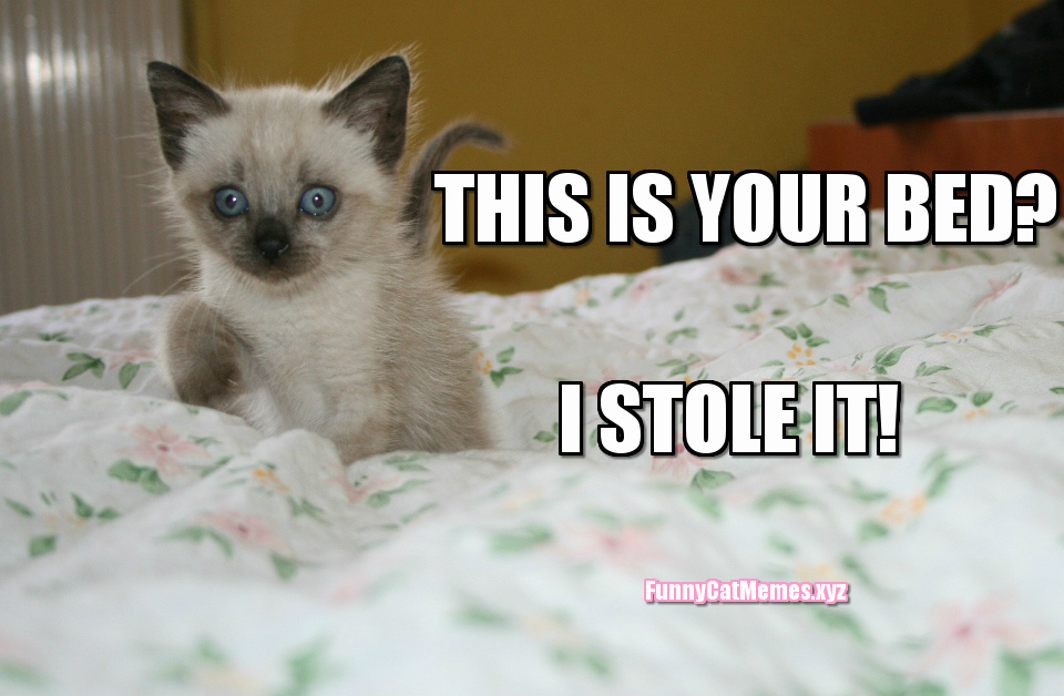 The Kitten Stole The Bed