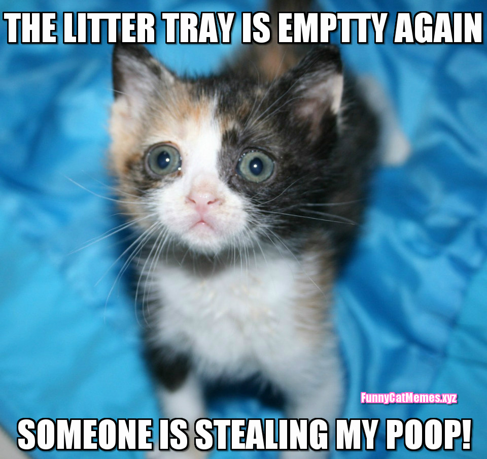 The Litter Tray Is Empty Again