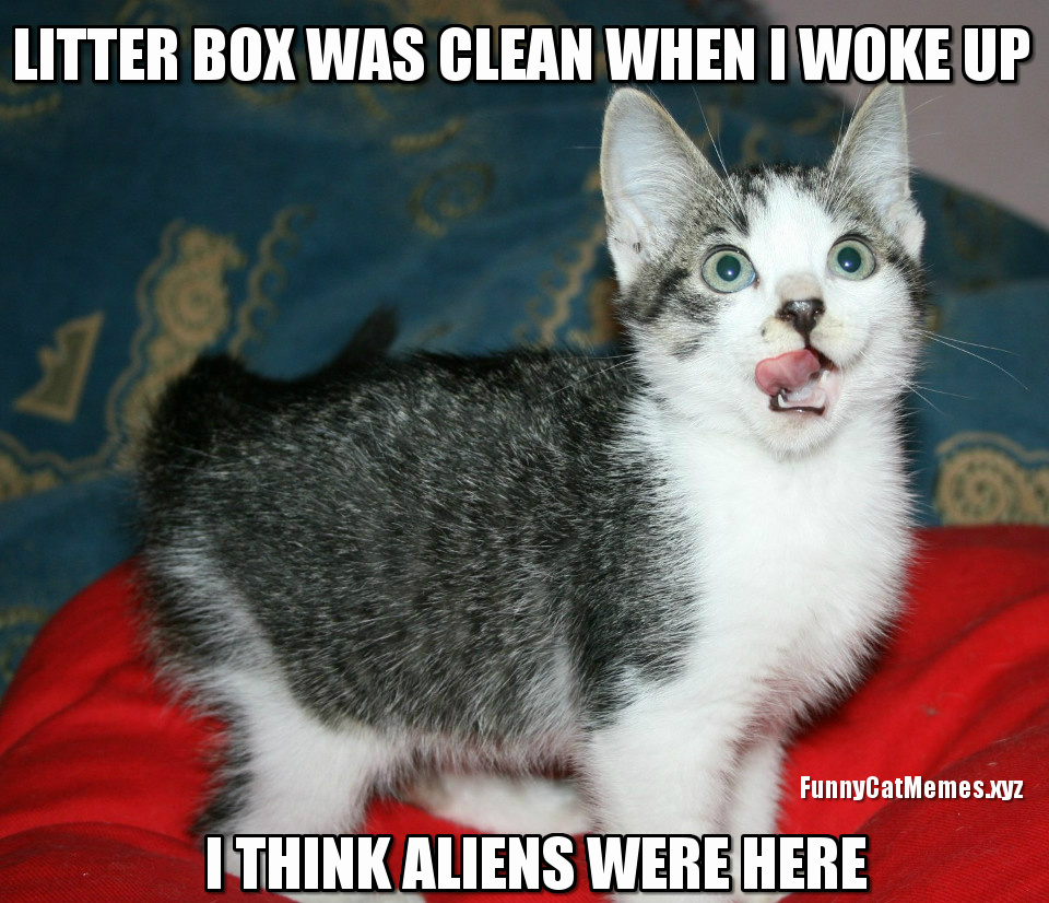 Who Cleaned The Litter Box