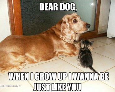 dear-dog-Funny-Cat-Memes-370x297.jpg