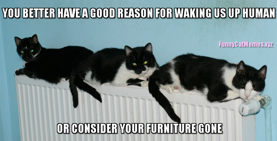 Cats Always Need Good Reasons To Wake Up