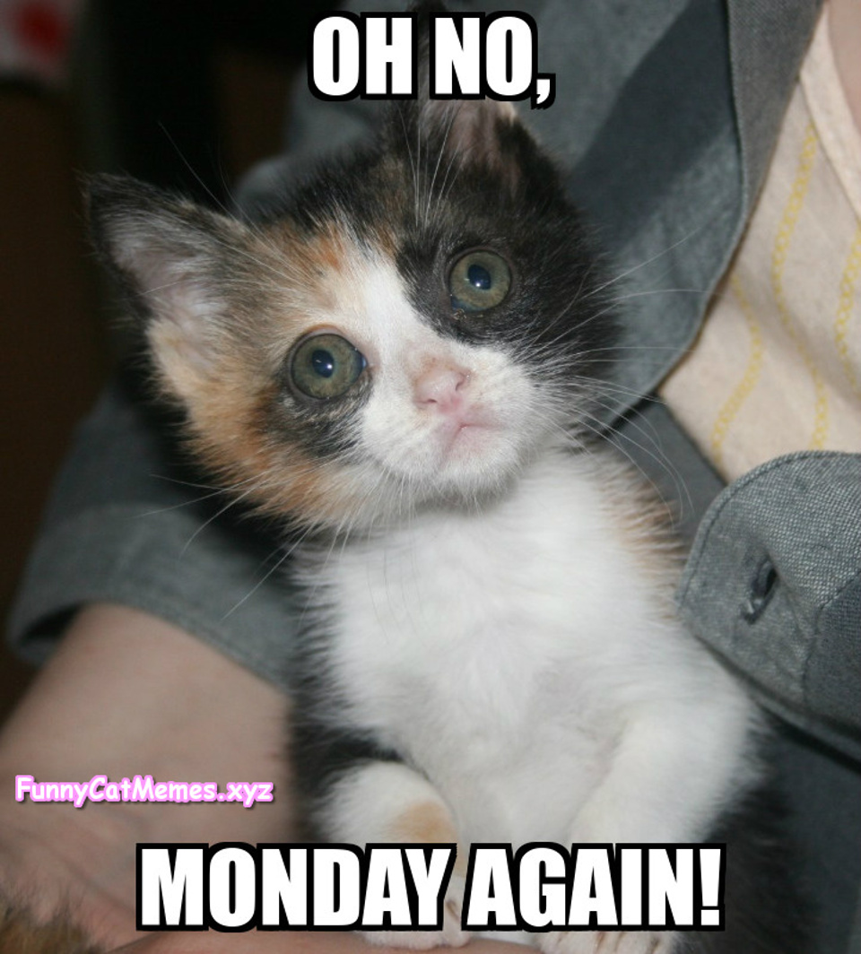 Kittens Don't Like Mondays