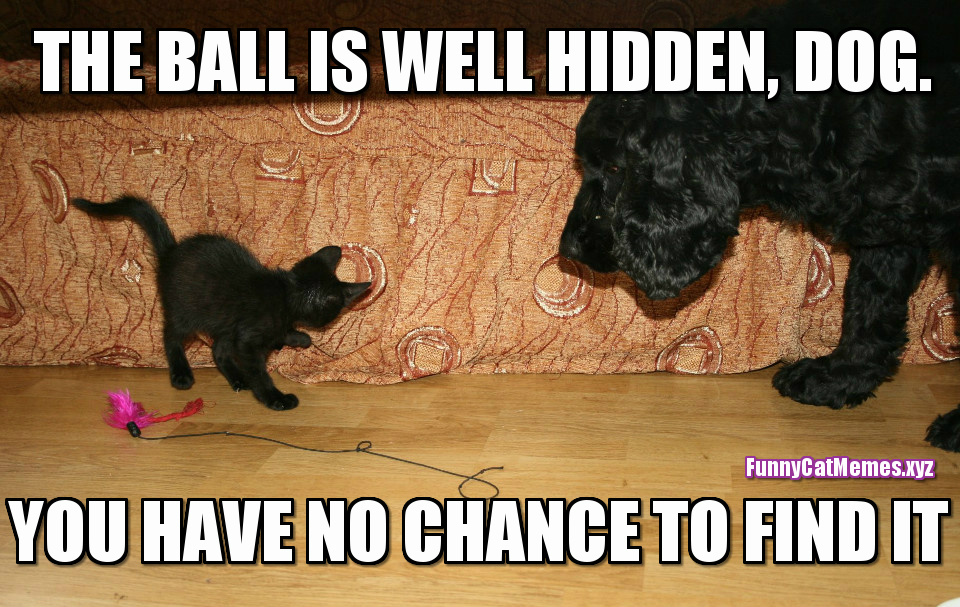 The Ball Is Well Hidden Funny Kitten Meme