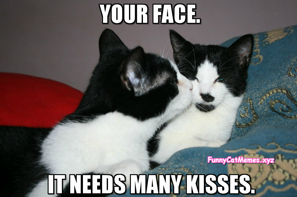 your-face-needs-many-kisees-Funny-Cat-Me