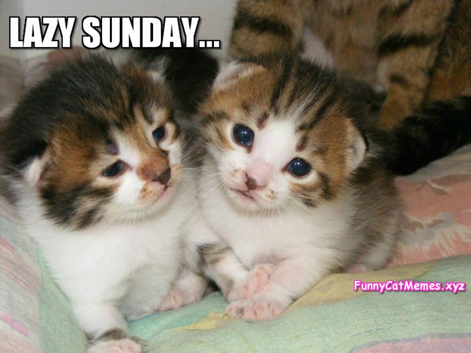 On Sunday Kittens Are Lazy