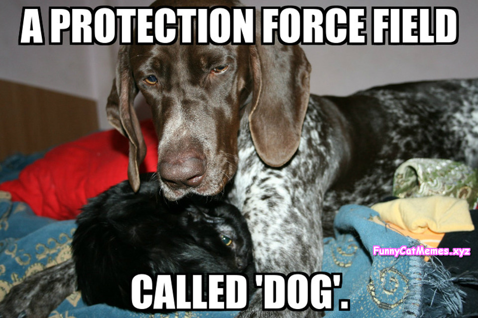 The Perfect Protection Force Field