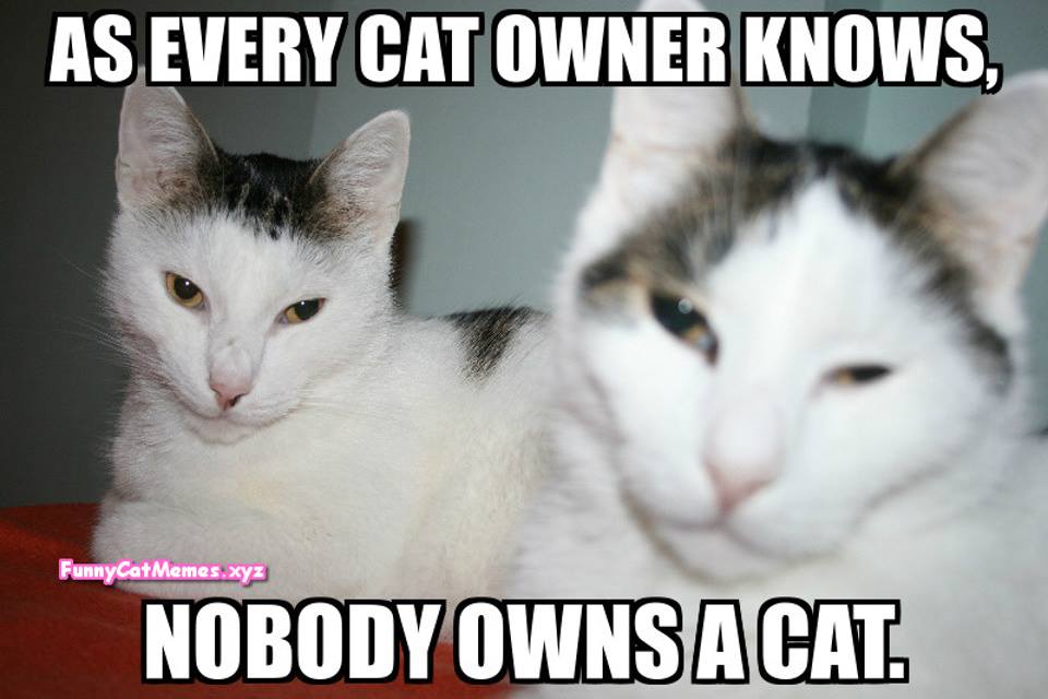 Nobody Owns A Cat