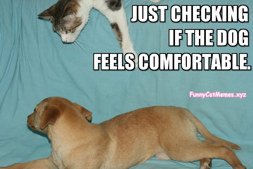 Just Checking The Dog! - Funny Cat MEME