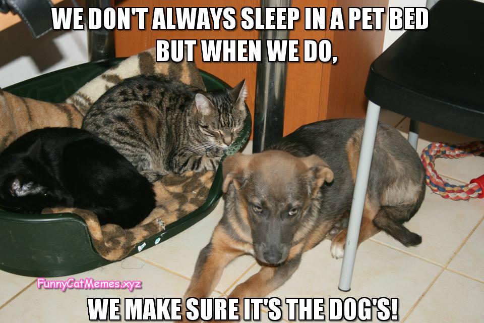 We Don't Always Sleep In A Pet Bed