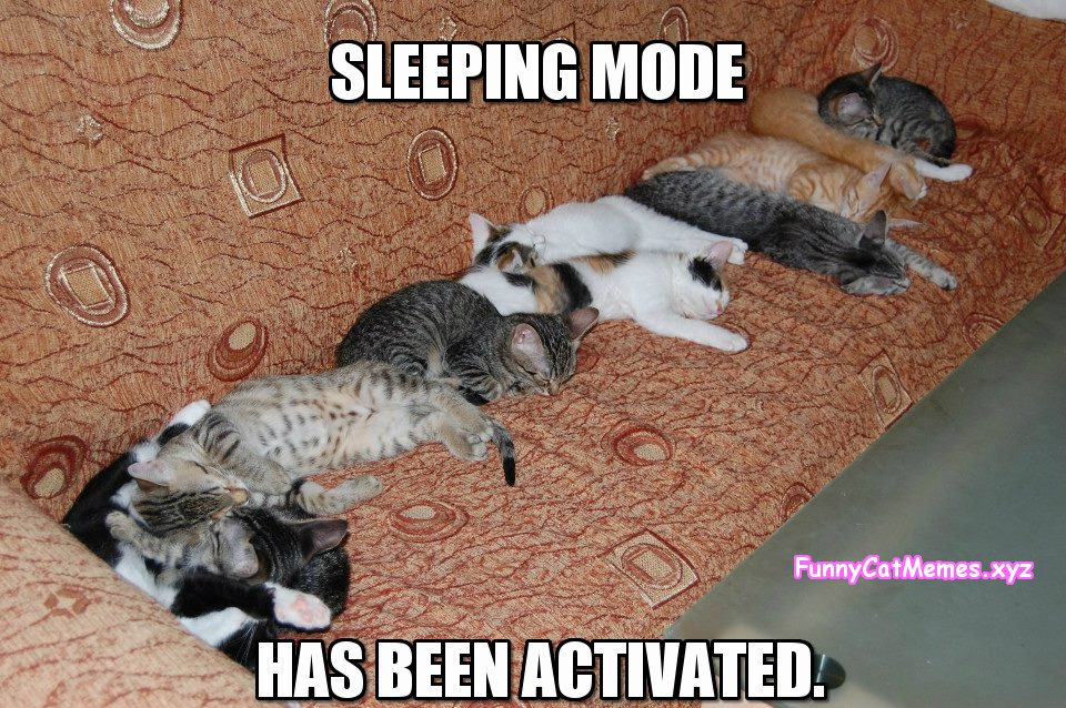 Sleeping Mode Has Been Activated! - Funny Cat MEME