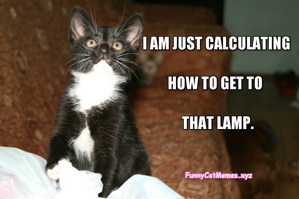The Kitten Is Just Making Some Calculations