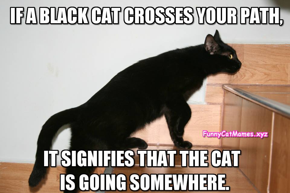 If A Black Cat Crosses Your Path