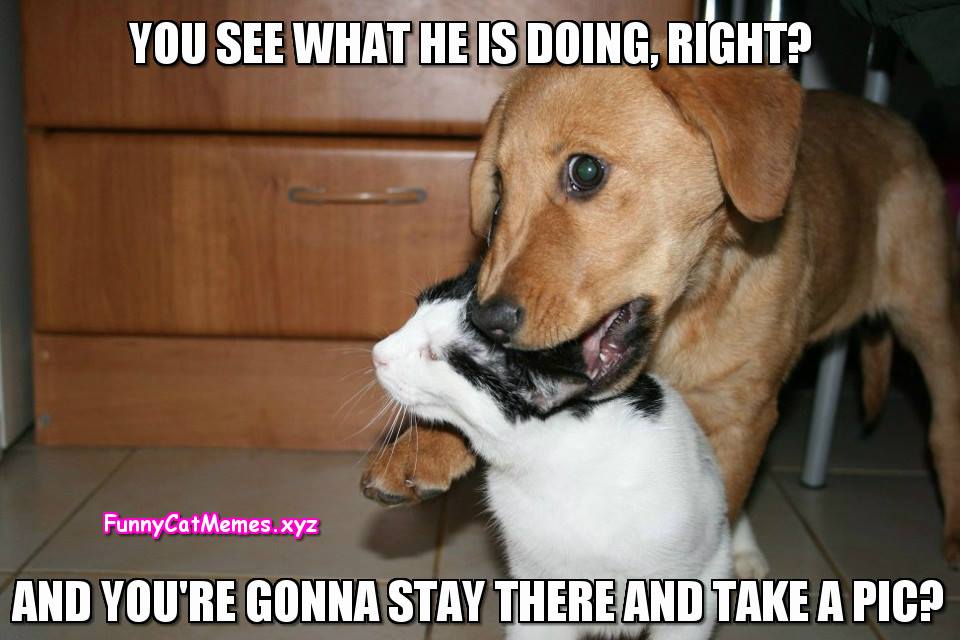 cat humor #3