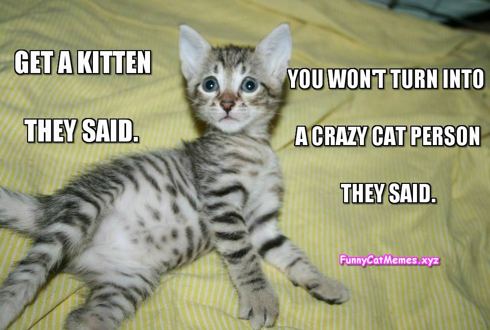 Get A Kitten, They Said! - Funny Kitten MEME