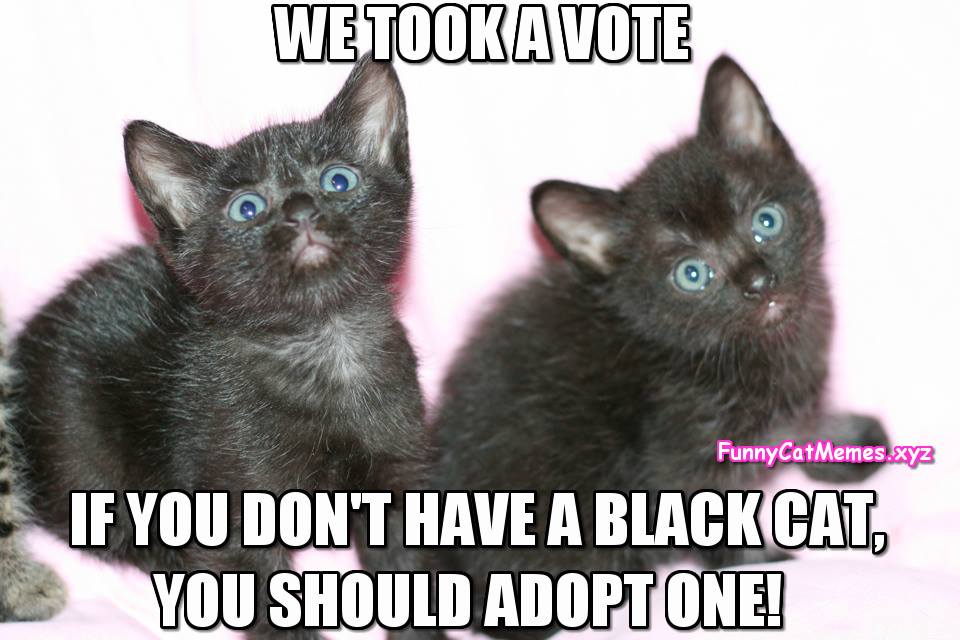 Kittens Took A Vote