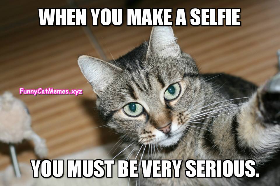 How To Make A Selfie, Advice From A Cat
