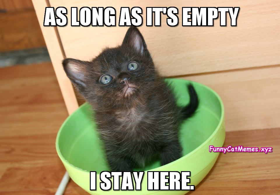 The-empty-bowl-Funny-Cat-Memes.jpg