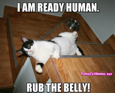 Black and white cats meme  Funny Cat Memes