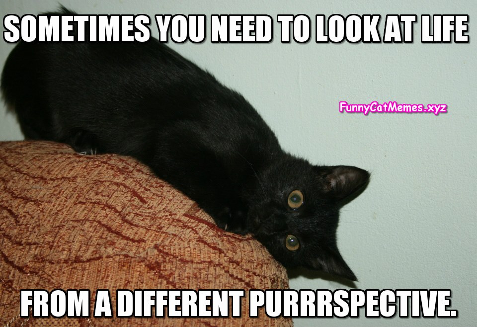 Looking At Life From A Different Purrspective