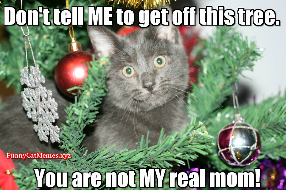 Funny Cat In Christmas Tree