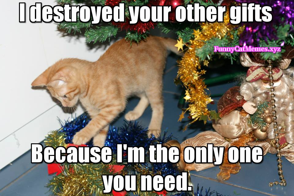The Only Thing You Need On Christmas Is Your Cat! Christmas MEME