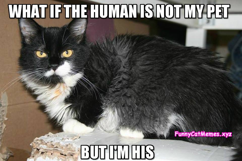 What If The Human Is Not My Pet