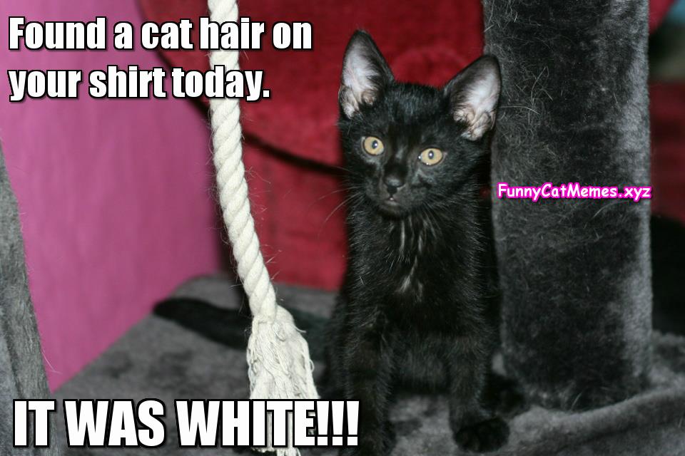 Found Cat Hair On Your Shirt