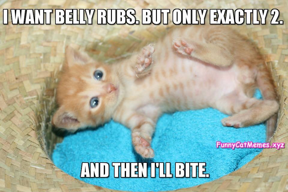 Kitty Wants Belly Rubs