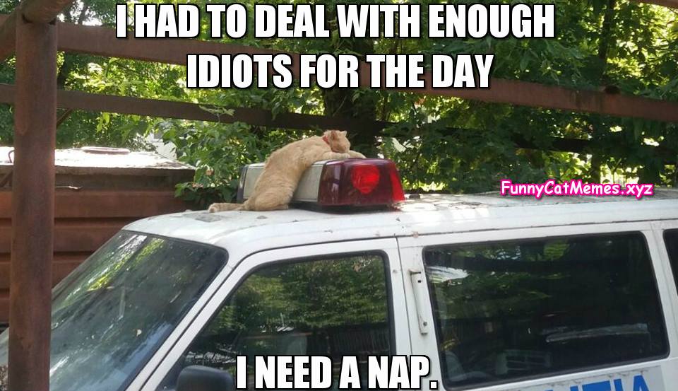 Kitty Needs A Nap