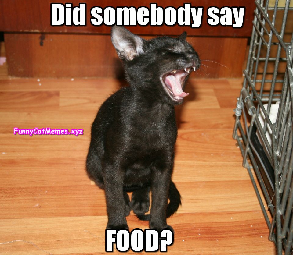 Did Somebody Say Food Funny Cat Memes