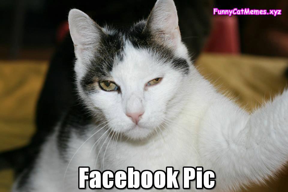 The Best Facebook Pic Ever! - Funny Cat Memes