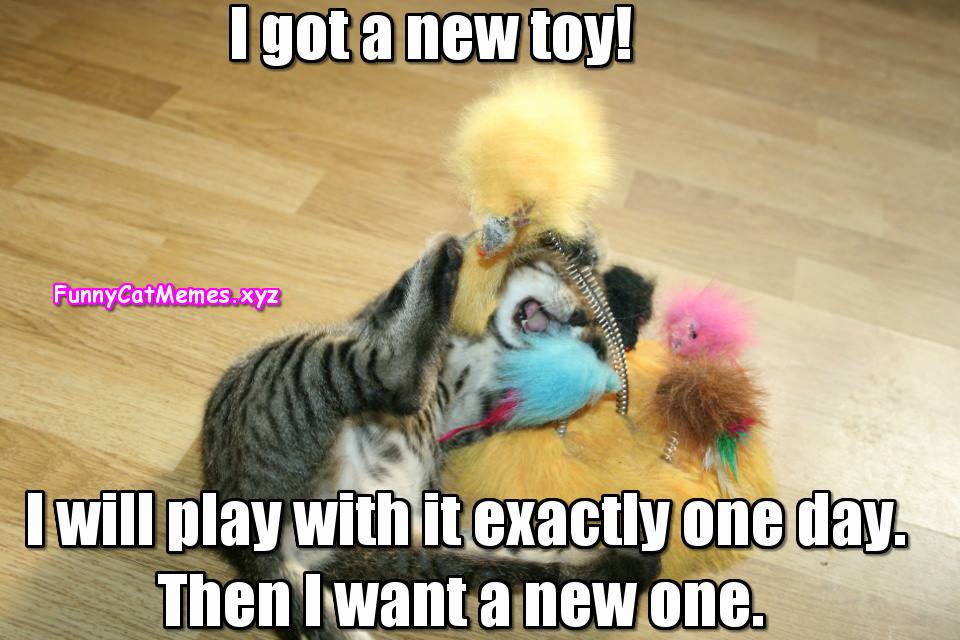 The Kitten Has A New Toy - Funny Cat Memes