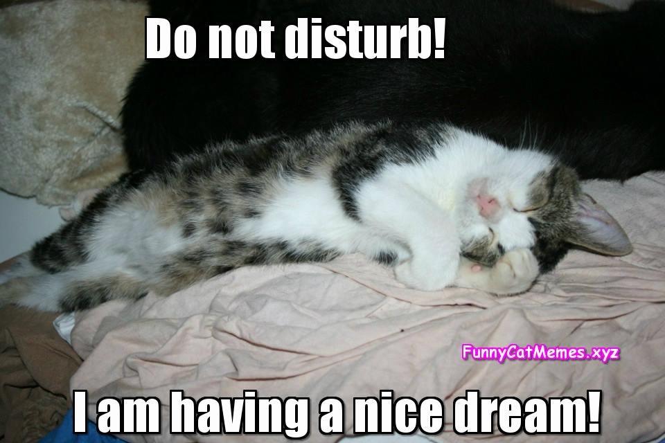 Do Not Disturb The Kitten