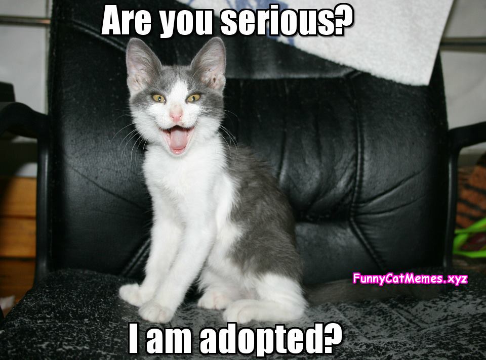 Are You Serious? I am Adopted?